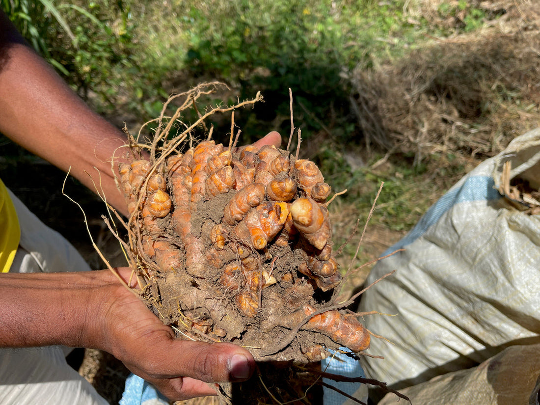 Lakadong Turmeric vs Normal Turmeric- Why Our Lakadong Turmeric Stands Out?