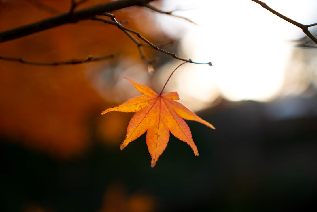 Changing Seasons: Supporting Your Health During the Autumn Equinox