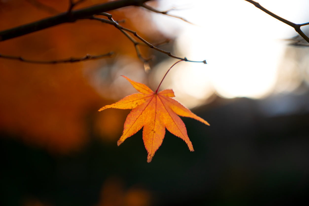 Changing Seasons: Supporting Your Health During the Autumn Equinox