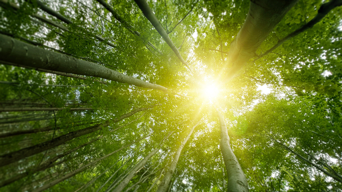 Blissful Daily Rituals to Honor the Spring Equinox