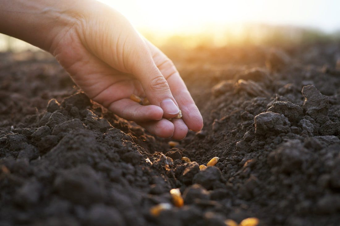 Stewards of the Earth: How we are Paving the Way for Soil Regeneration through Synergy Cropping