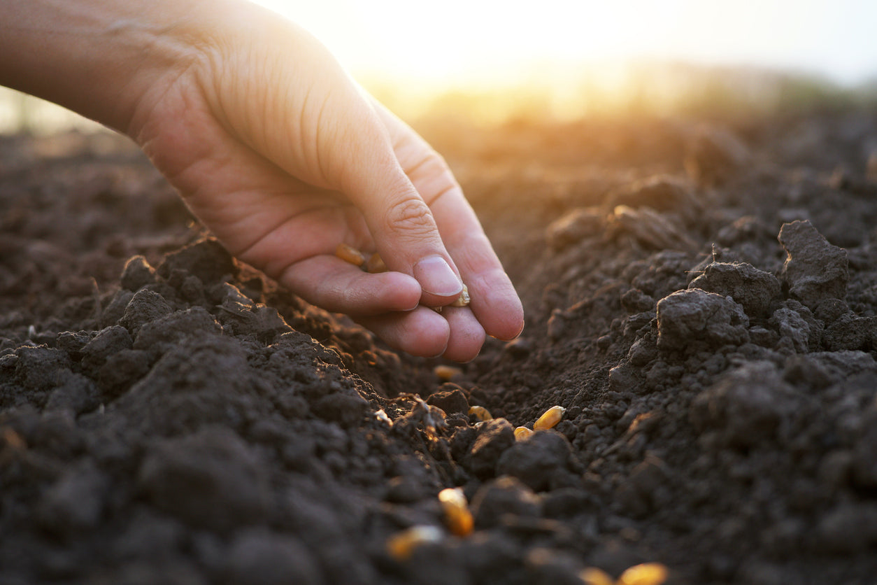 Stewards of the Earth: How we are Paving the Way for Soil Regeneration through Synergy Cropping